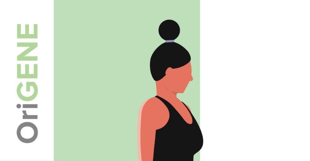 Nekoefening 5: de chintuck